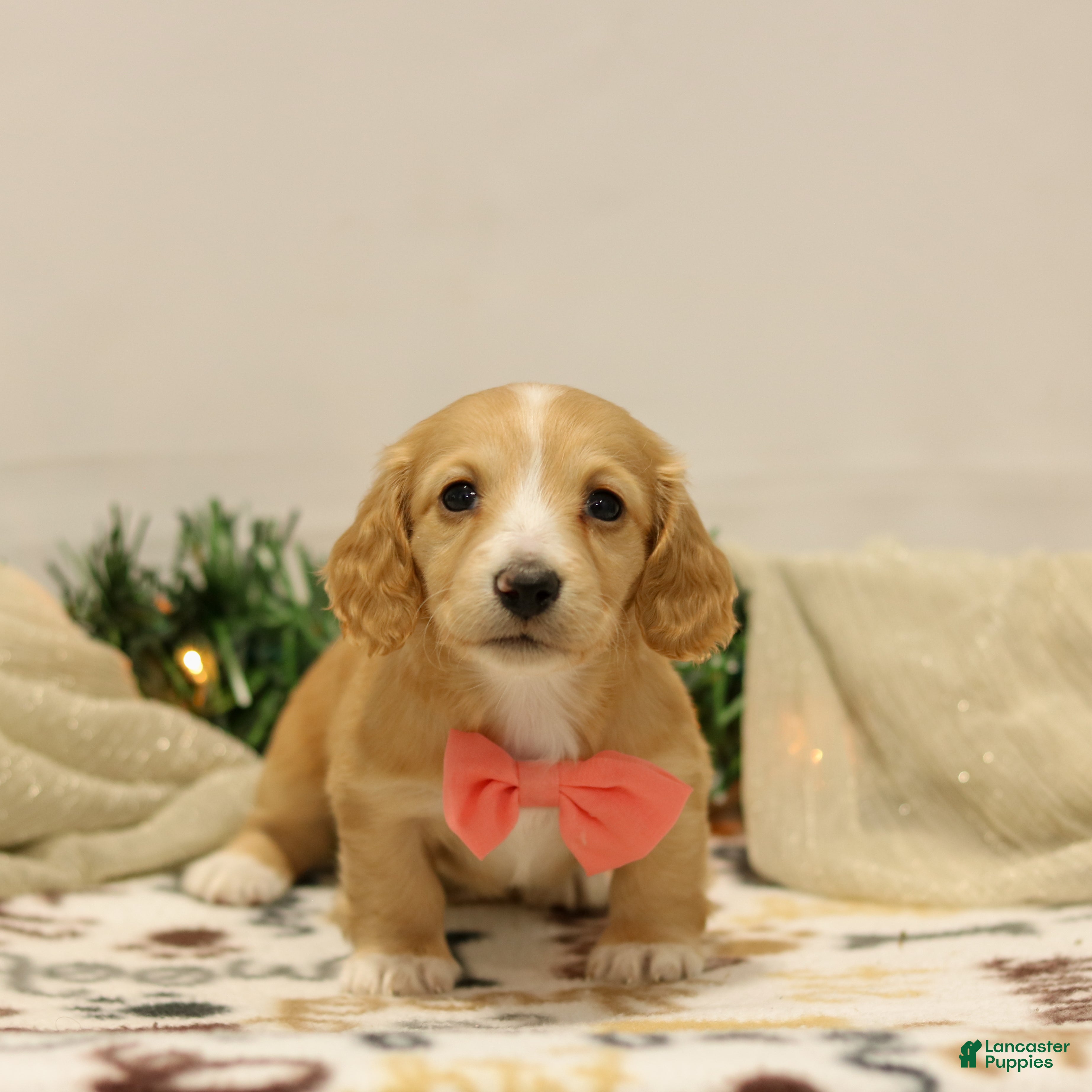 Miniature Dachshund dogs Nellie - Ad 4