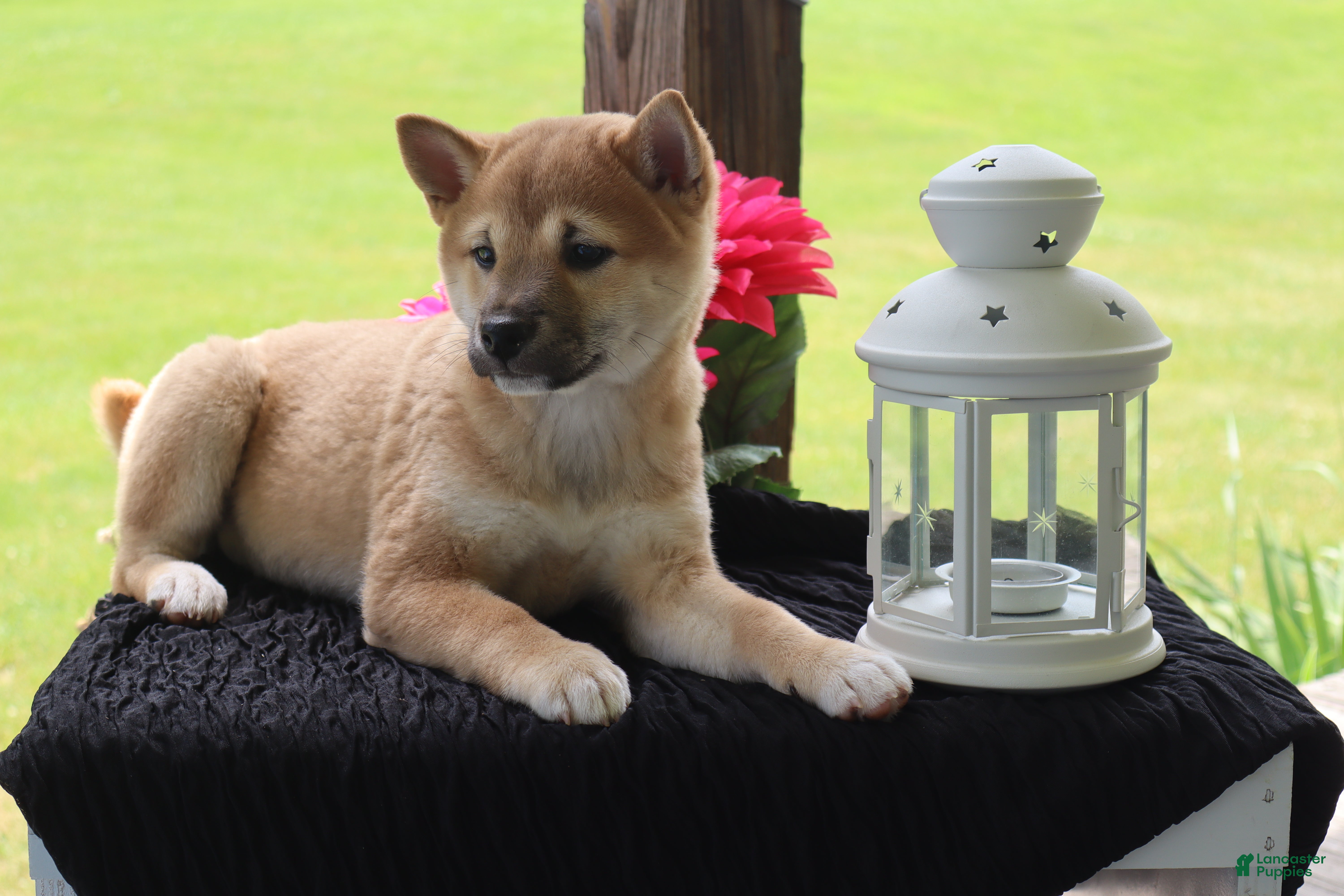 Shiba Inu dogs Kyla - Ad 2
