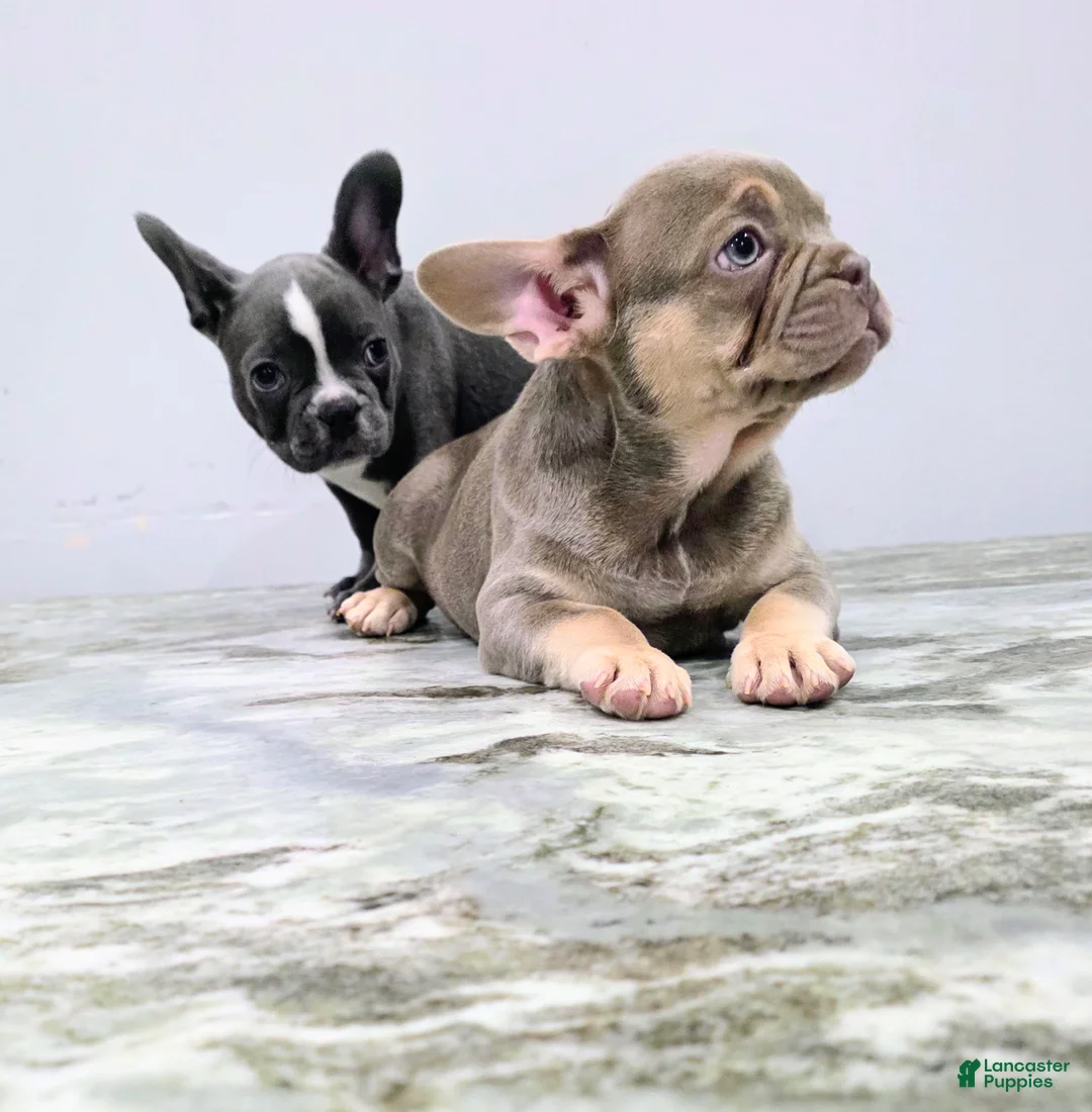 French Bulldog dogs for sale: Betty boop! - Ad 6