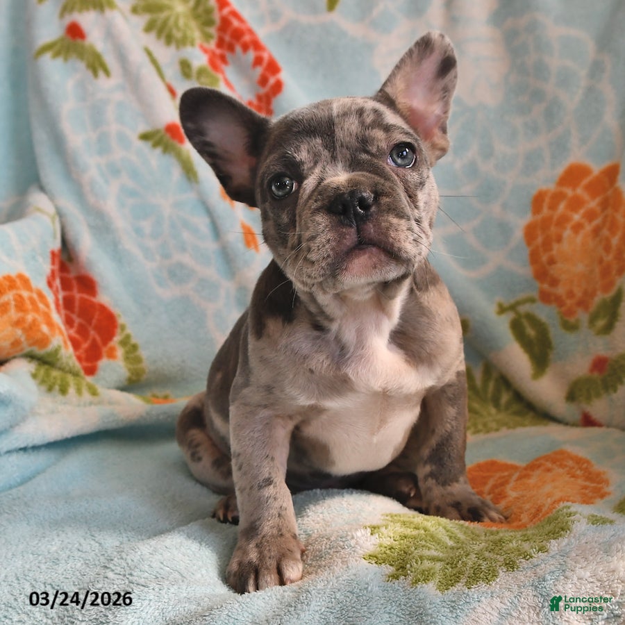 Frenchton dogs Brian - Ad 1