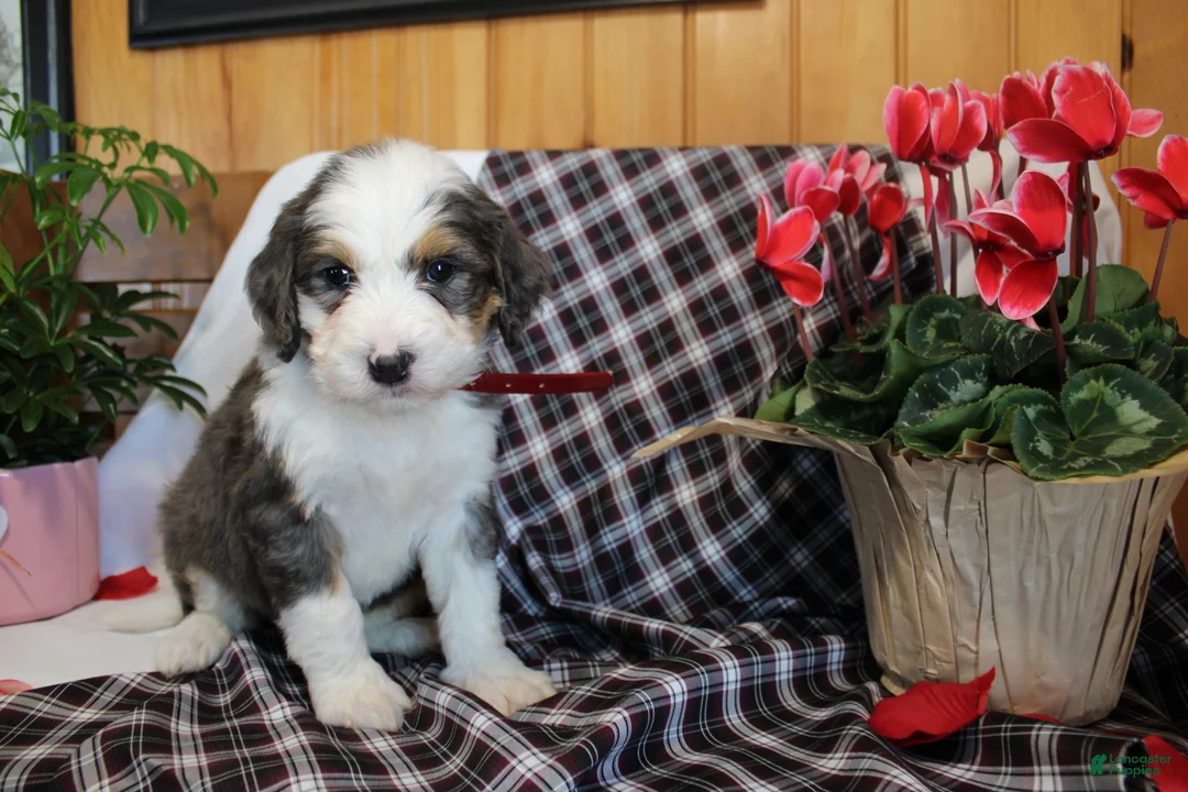 Bernedoodle dogs for sale: Tiger - Ad 6