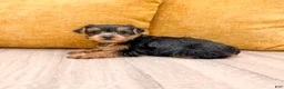 Yorkshire Terrier dogs for sale: Luna - Ad 3