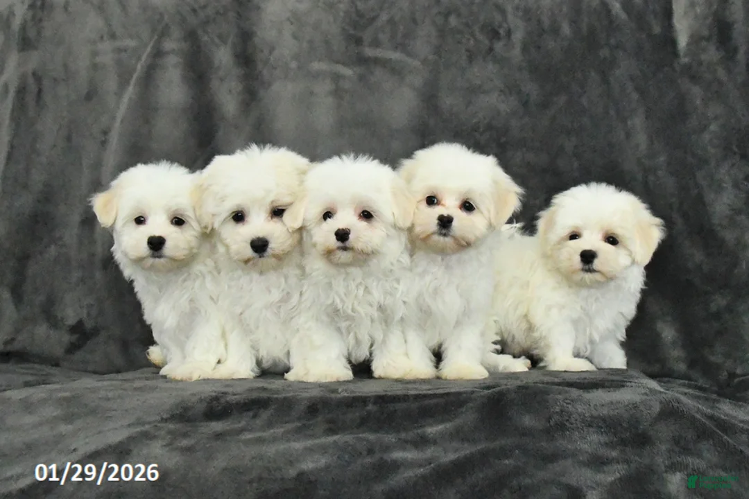 Mixed Breed dogs for sale: Dasher - Ad 5