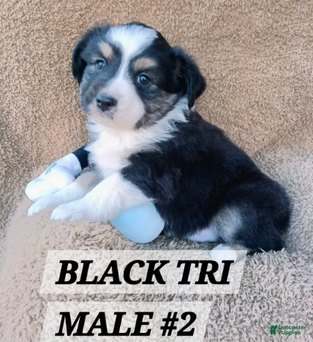 Miniature Australian Shepherd dogs Mickey Man - Ad 2