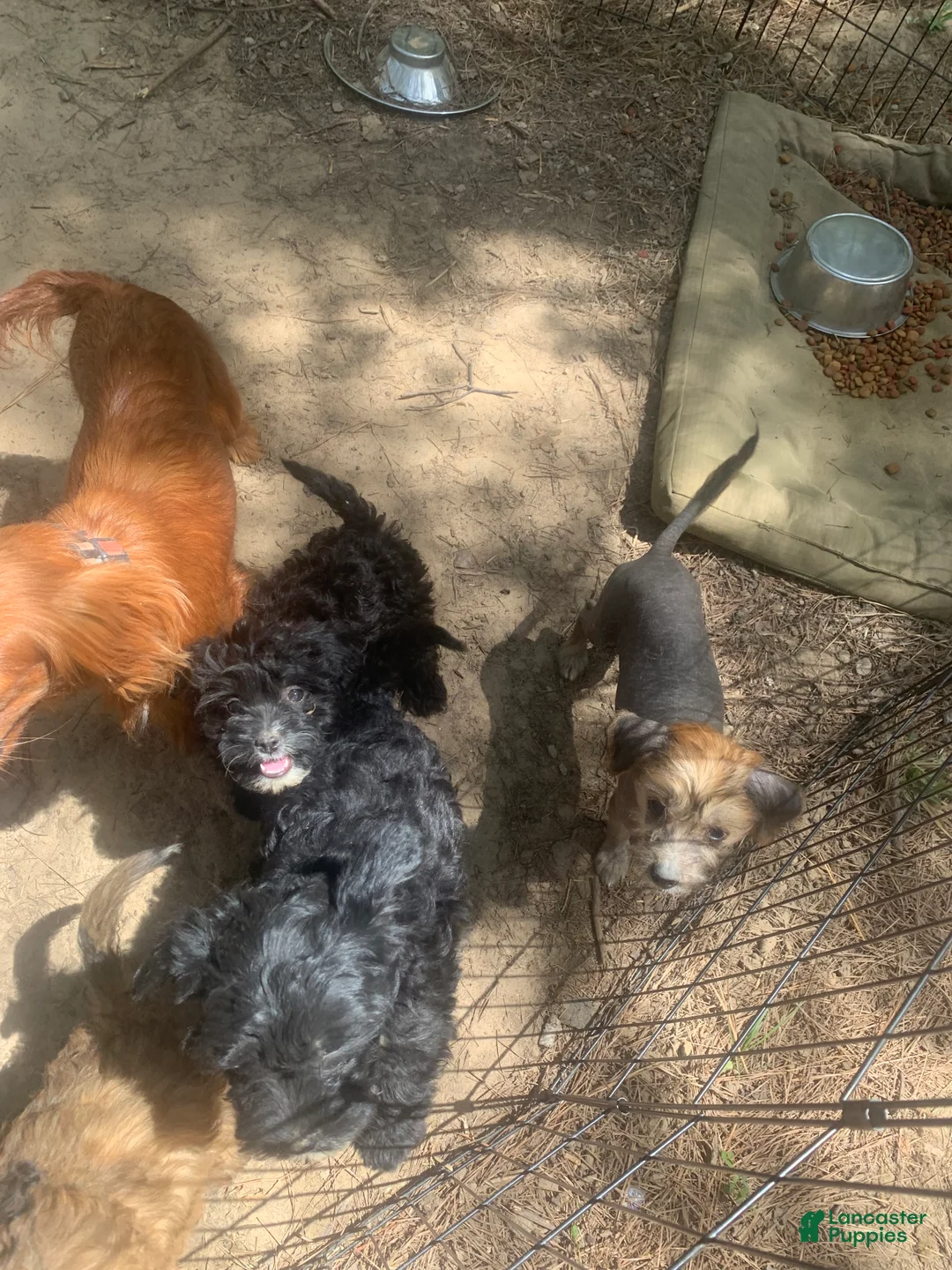 Cavapoo dogs for sale: Cavapoo Puppy 3 - Ad 1