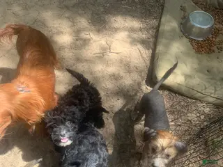 Cavapoo dogs Cavapoo Puppy 3 - Ad 29