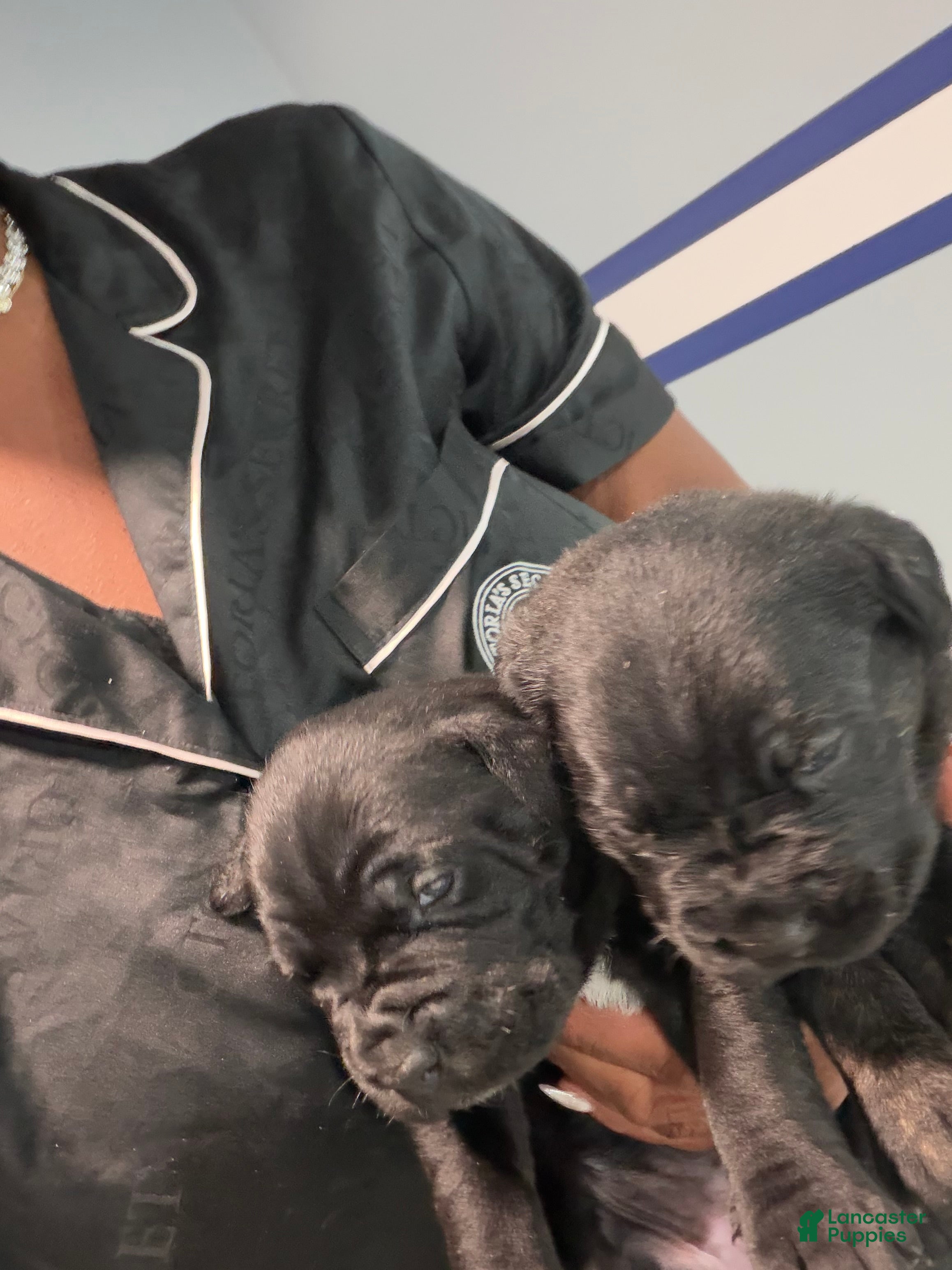 Cane Corso dogs Cane Corso 7 - Ad 1