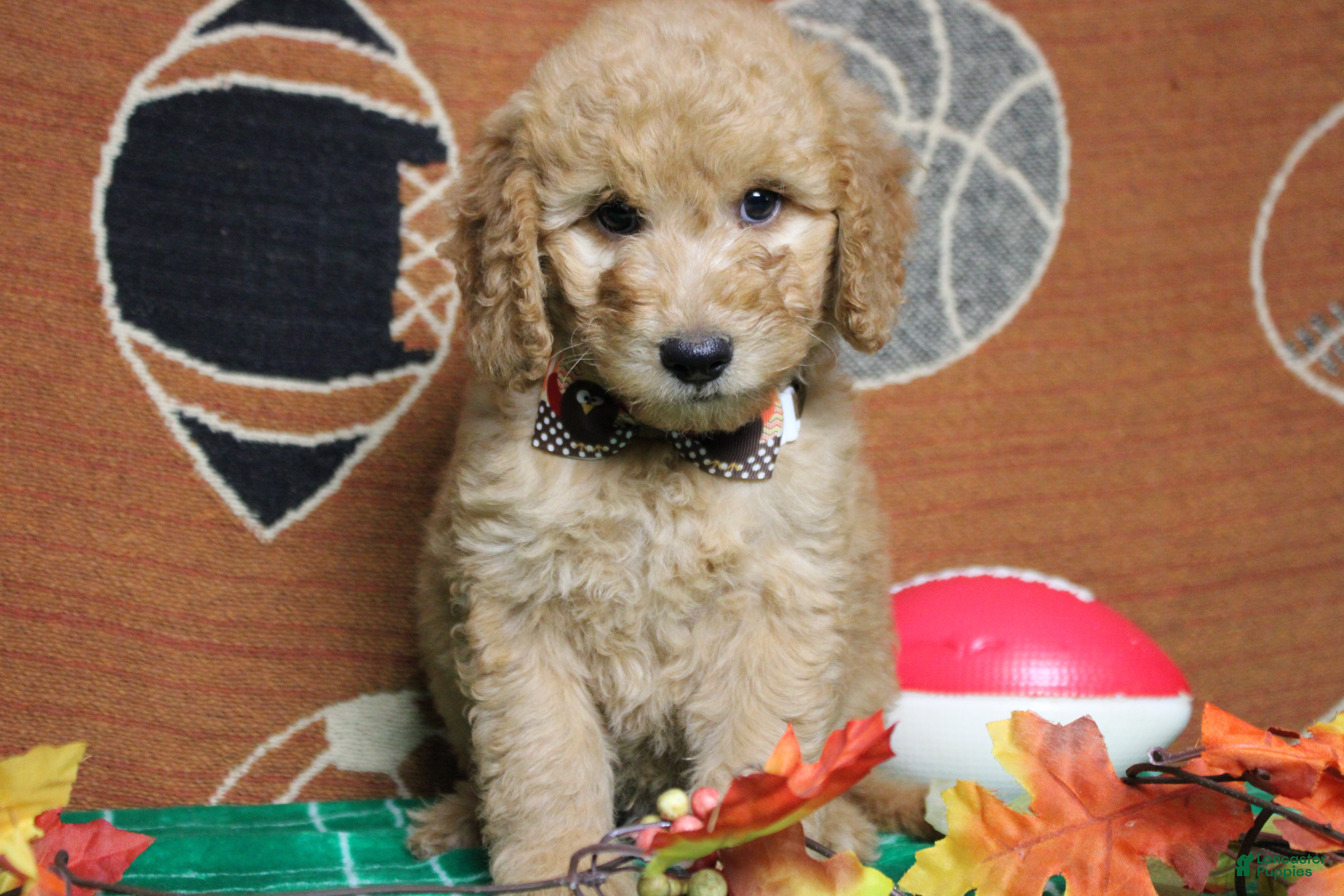 Goldendoodle dogs Meatball - Ad 28
