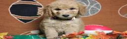 Goldendoodle dogs for sale: Meatball - Ad 1