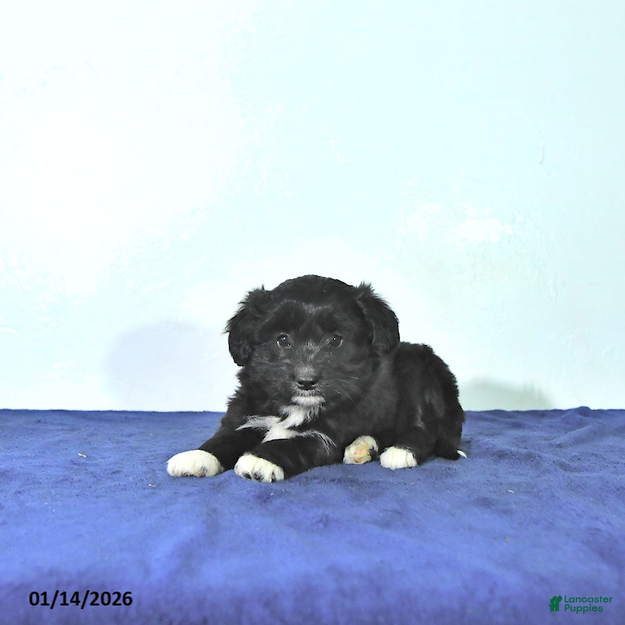 Mixed Breed dogs Dakota - Ad 2