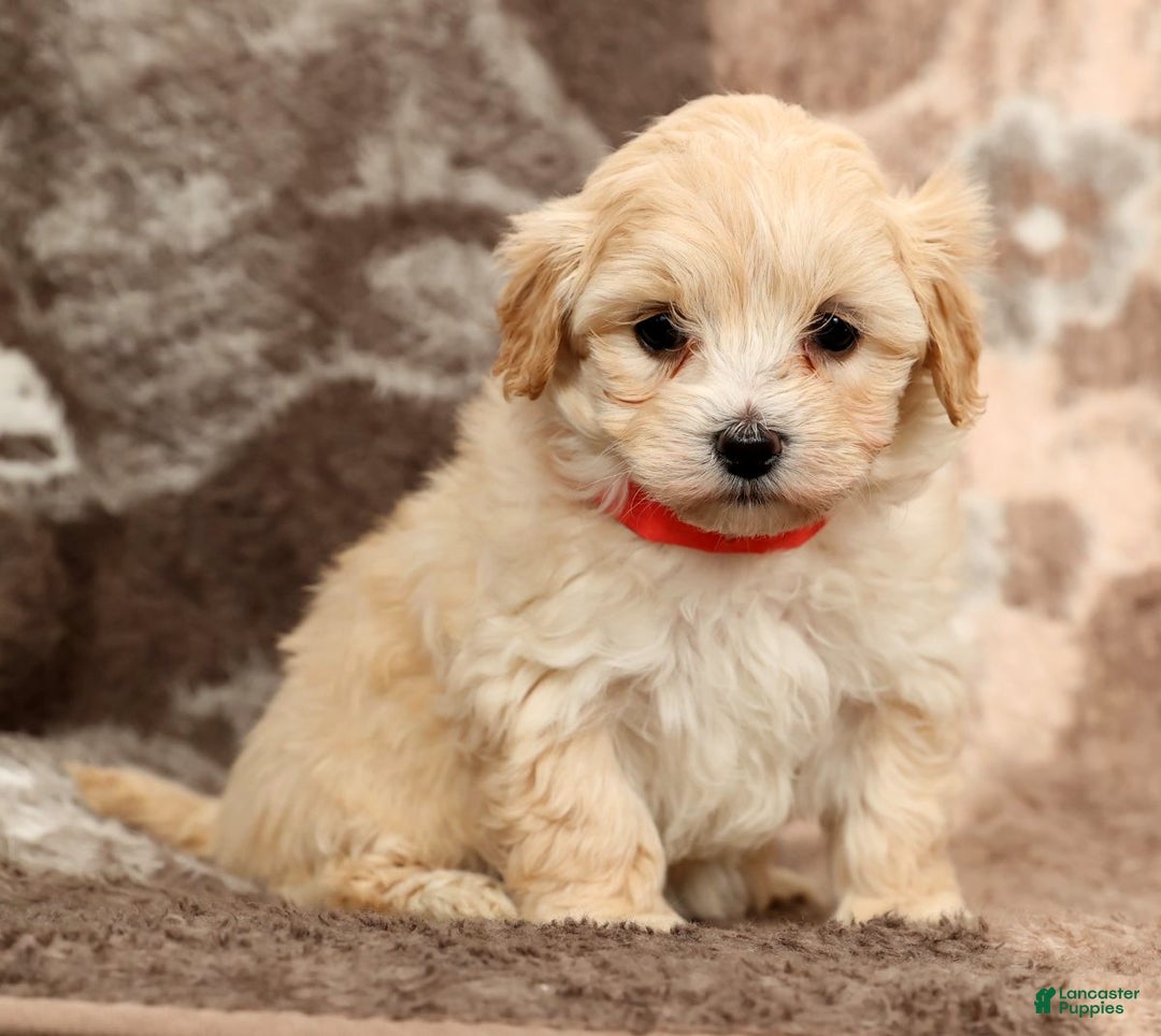 Maltipoo dogs for sale: Molly - Ad 7