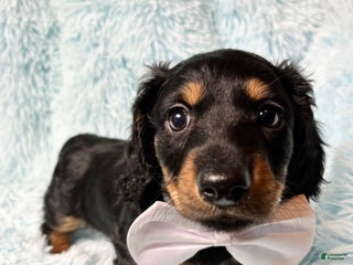 Dachshund dogs Little Bentley - Ad 18