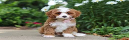 Cavapoo dogs for sale: Precious - Ad 6