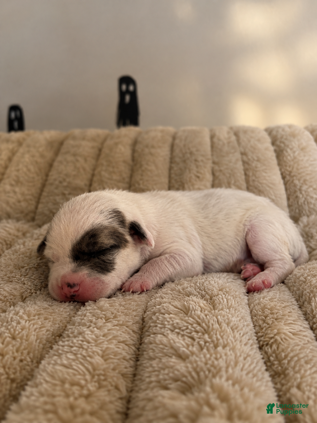 Mixed Breed dogs Puppy 6 - Ad 37