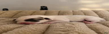 Puppy 6