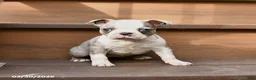 Boston Terrier dogs for sale: Tulip - Ad 3