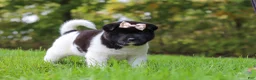 Akita dogs for sale: Skye - Ad 8