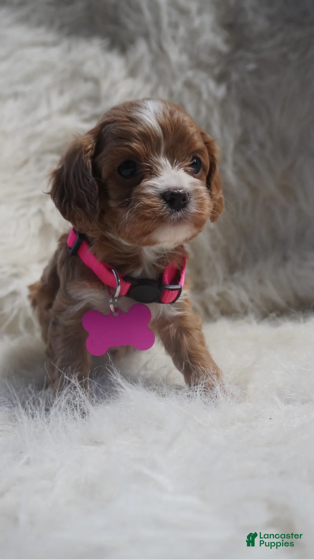Cavapoo dogs for sale: Sadie - Ad 8
