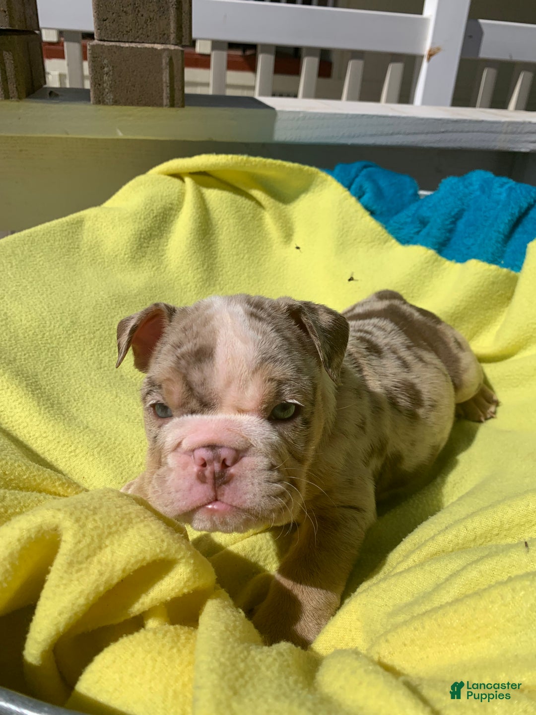 English Bulldog dogs for sale: Doddie - Ad 1
