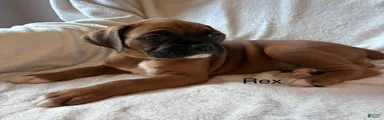 Rex 