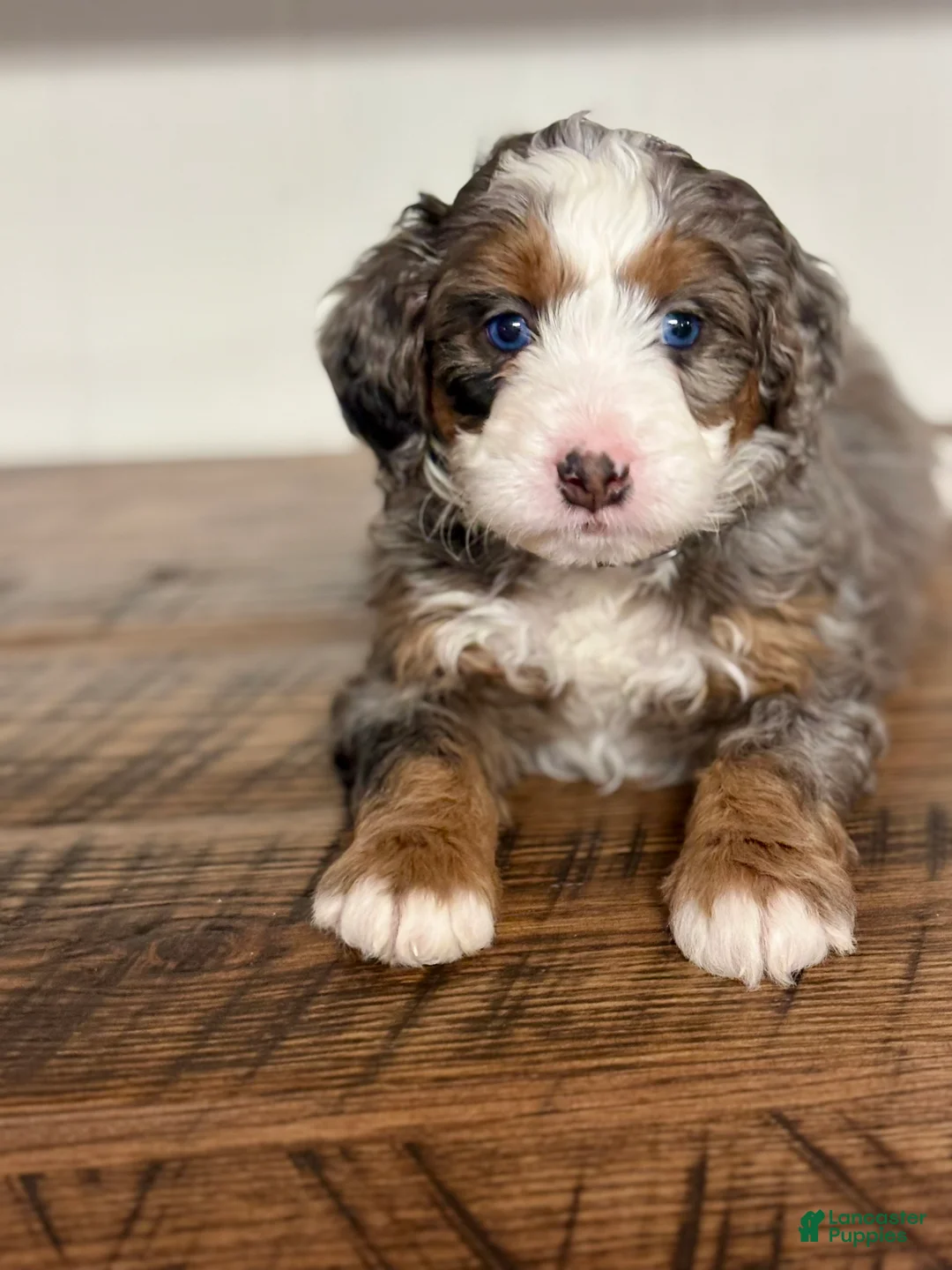 Mini Bernedoodle dogs for sale: Harper Mini Bernedoodle Puppy 5 - Ad 9