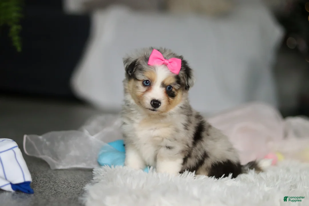 Mixed Breed dogs for sale: Bella - Ad 3