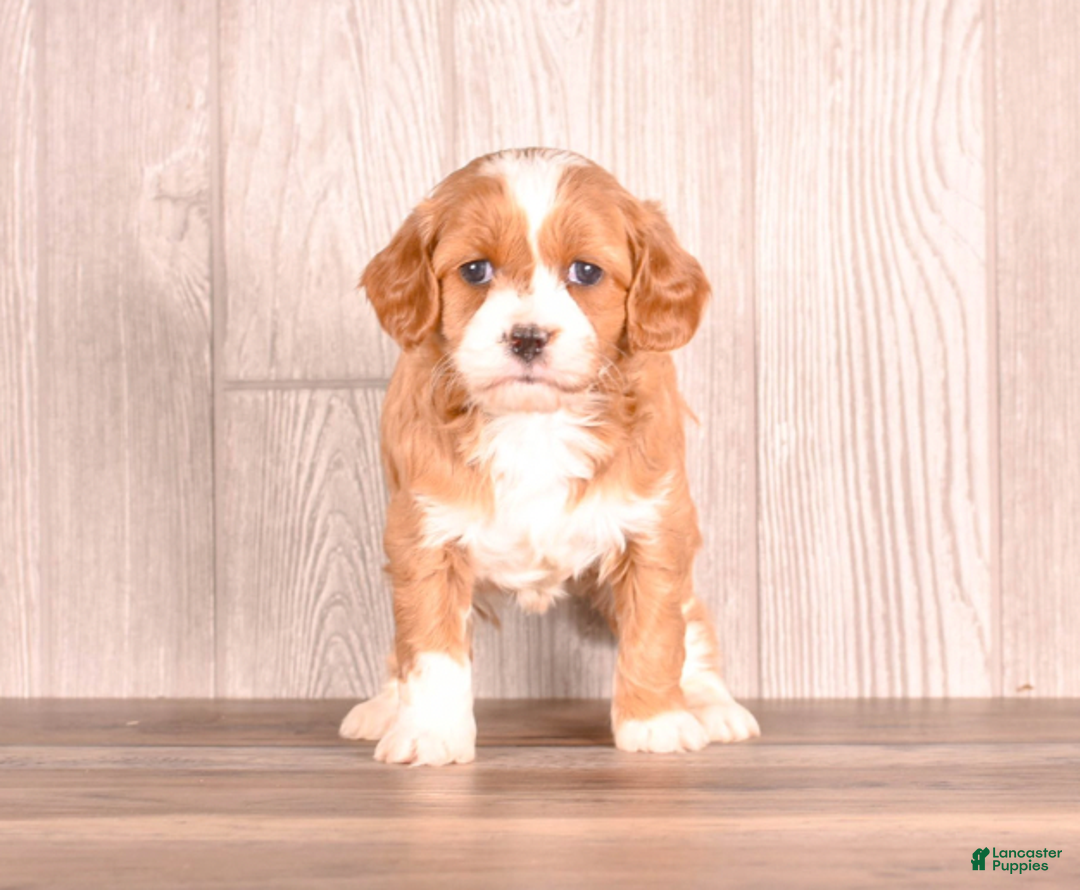 Cavapoo dogs for sale: Tessa - Ad 1