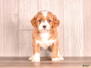 Cavapoo dogs Tessa - Ad 1