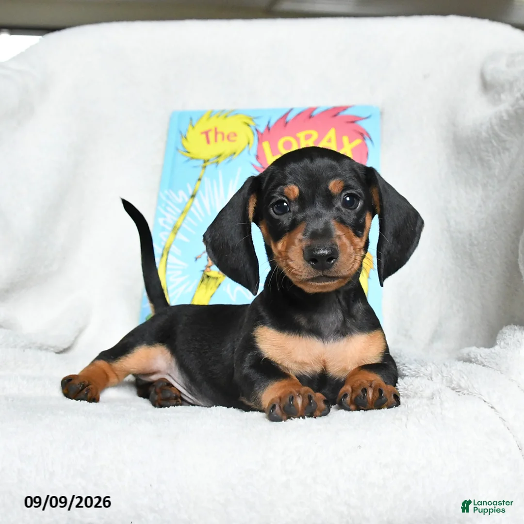 Miniature Dachshund dogs for sale: Lorax - Ad 1