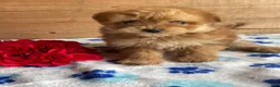 Pomapoo dogs for sale: Ringo - Ad 4