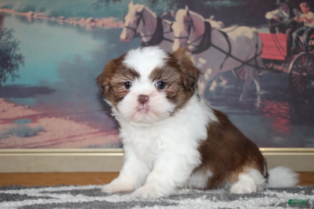 Shih Tzu dogs for sale: Anna - Ad 3