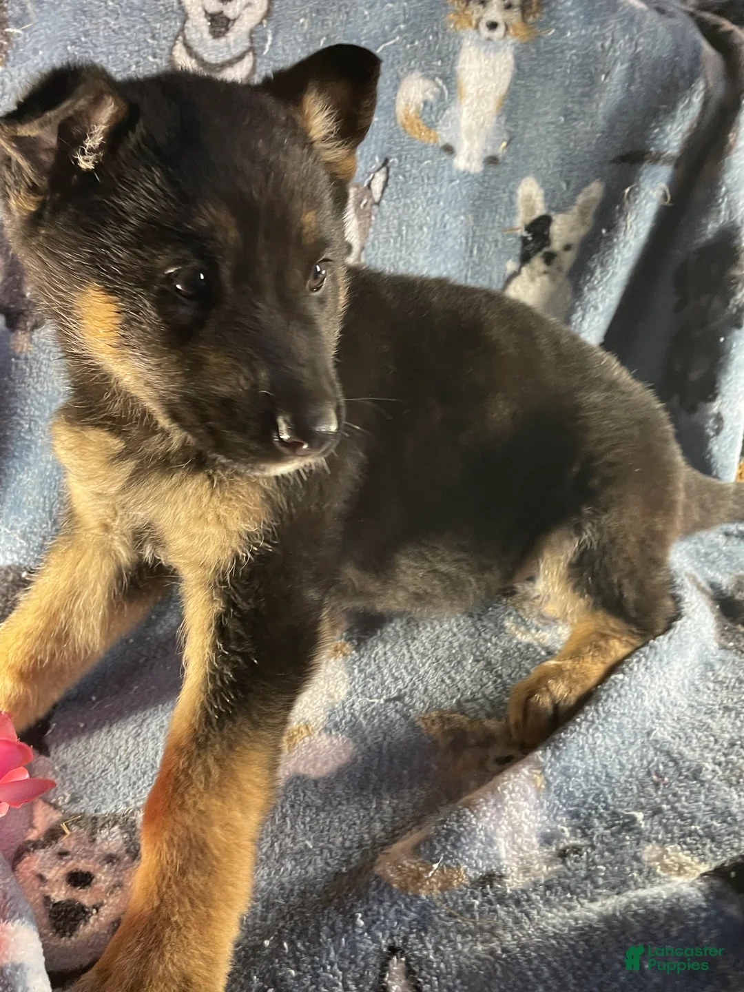 German Shepherd dogs for sale: Luna - Ad 2