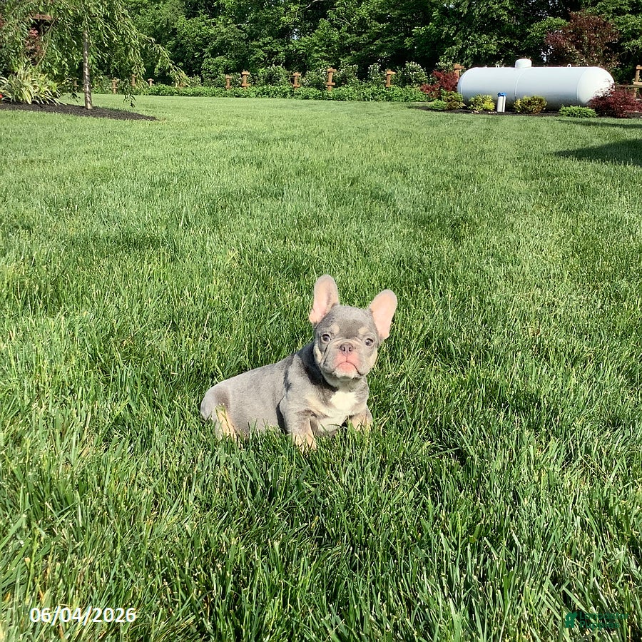 French Bulldog dogs Captain - Ad 1