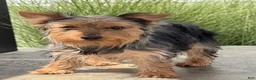 Yorkshire Terrier dogs for sale: Zora - Ad 4