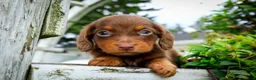 Dachshund dogs for sale: Frankfurter - Ad 3