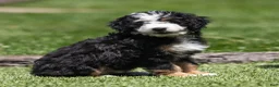 Bernedoodle dogs for sale: Briggs Bernedoodle Puppy  - Ad 4