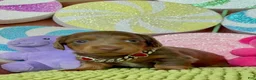 Dachshund dogs for sale: Dachshund Puppy 1 - Ad 4