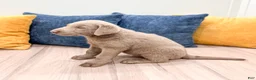 Labrador Retriever dogs for sale: Cooper - Ad 4