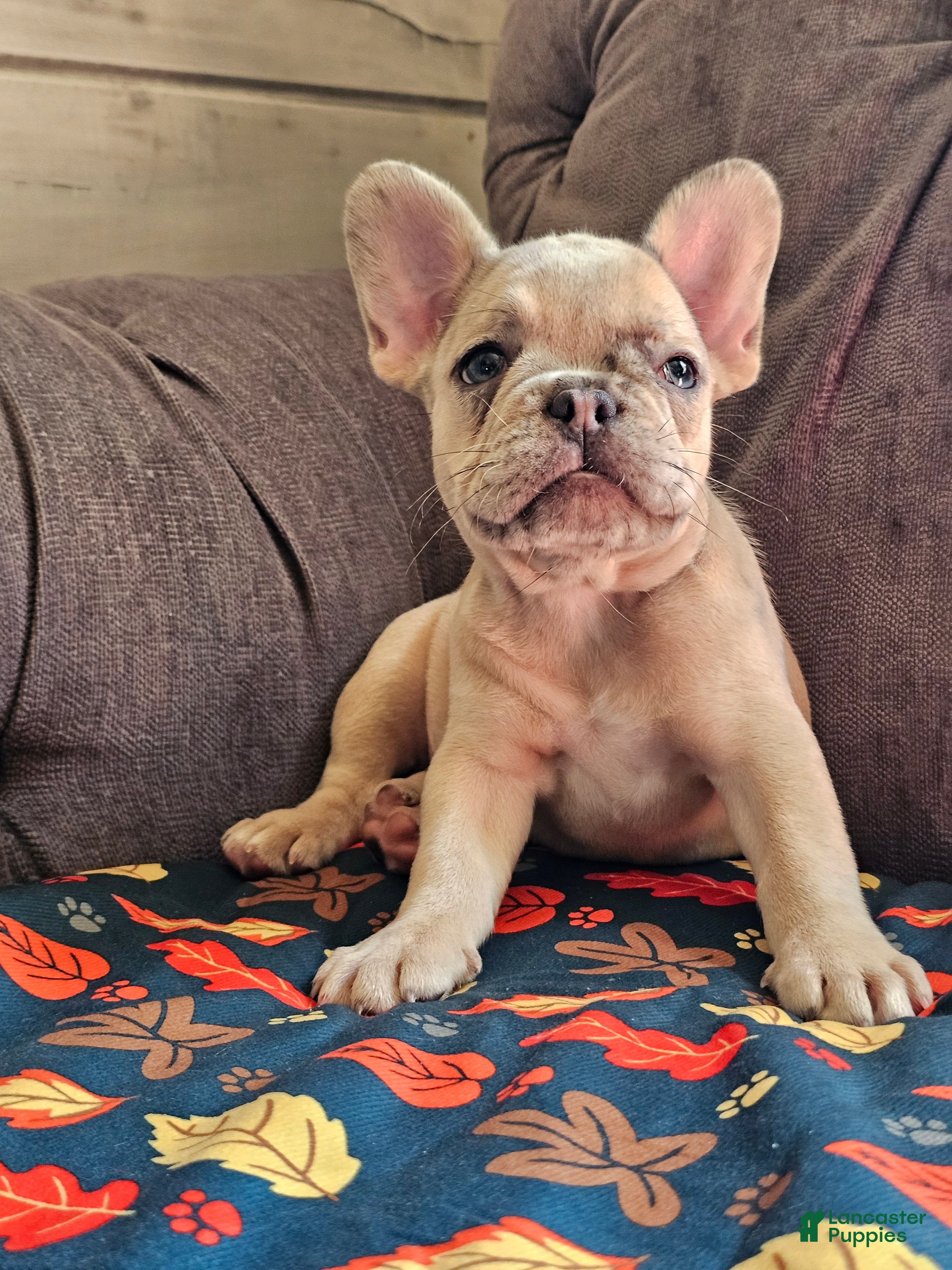 French Bulldog dogs Marigold - Ad 2