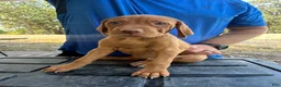 Vizsla dogs for sale: Yellow - Ad 3