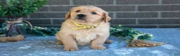 Golden Retriever dogs for sale: Prue - Ad 3