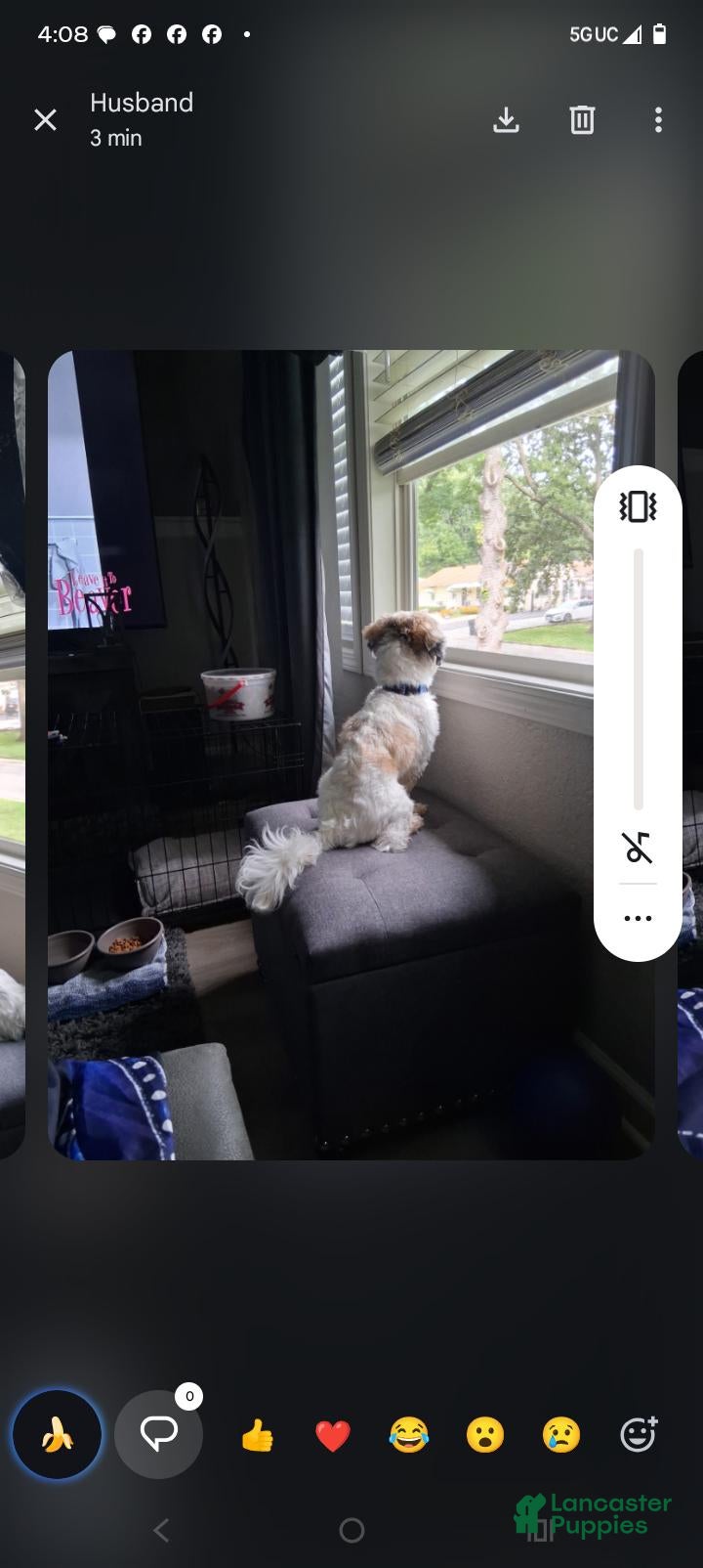 Shih Tzu dogs Shih Tzu 1 - Ad 27