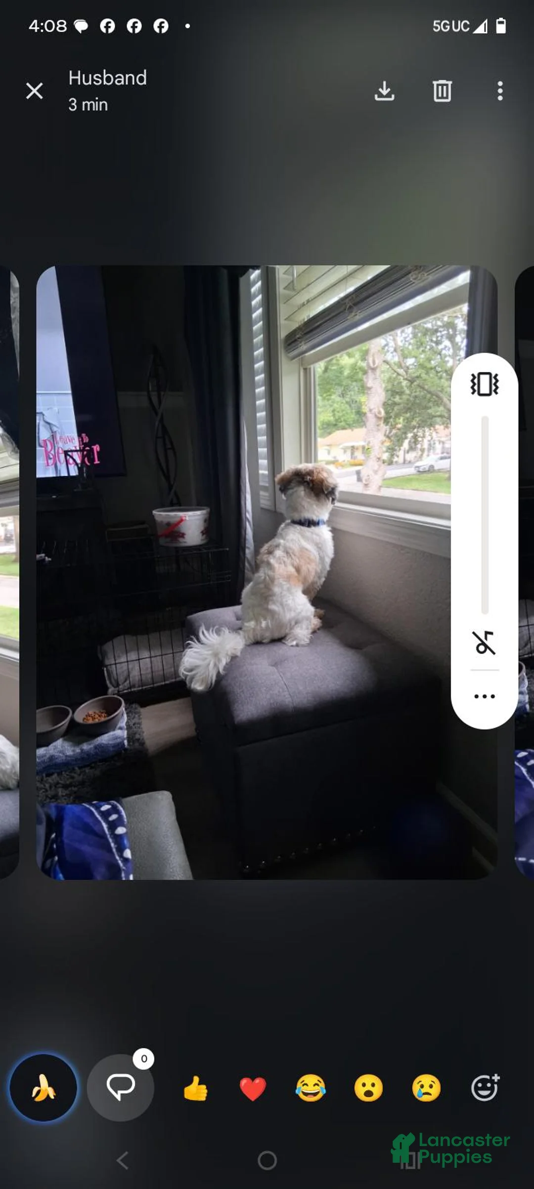 Shih Tzu dogs for sale: Shih Tzu 1 - Ad 1