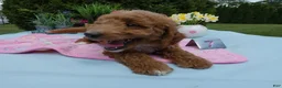 Mini Goldendoodle dogs for sale: Mini Goldendoodle 7 Sparkle - Ad 3