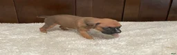 Boxer dogs for sale: Moxy - Ad 12