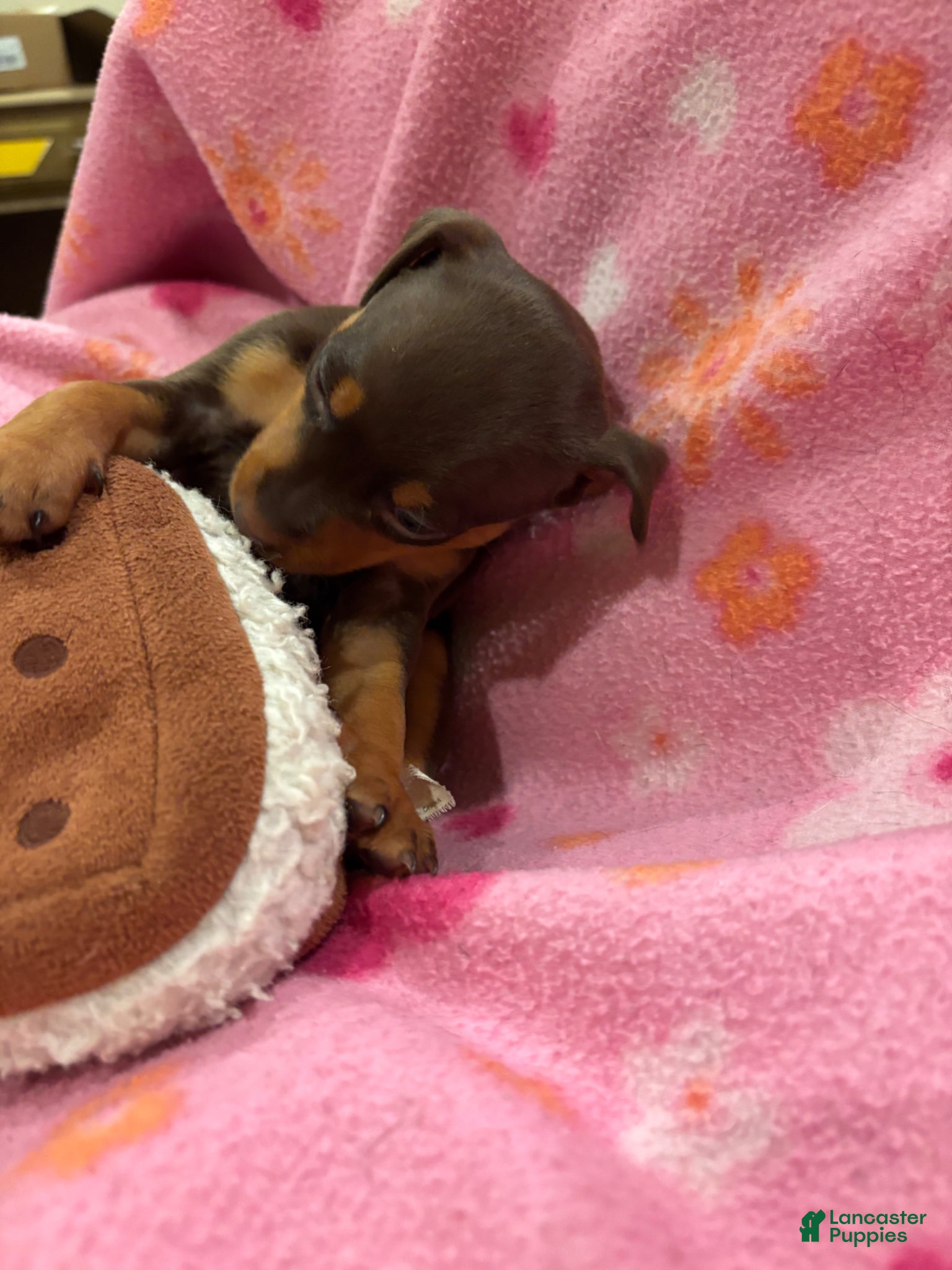 Miniature Pinscher dogs Miniature Pinscher Puppy 1 - Ad 25