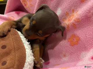Miniature Pinscher dogs Miniature Pinscher Puppy 1 - Ad 35