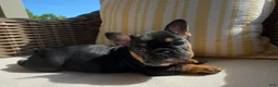 French Bulldog dogs for sale: Pepper - Ad 3