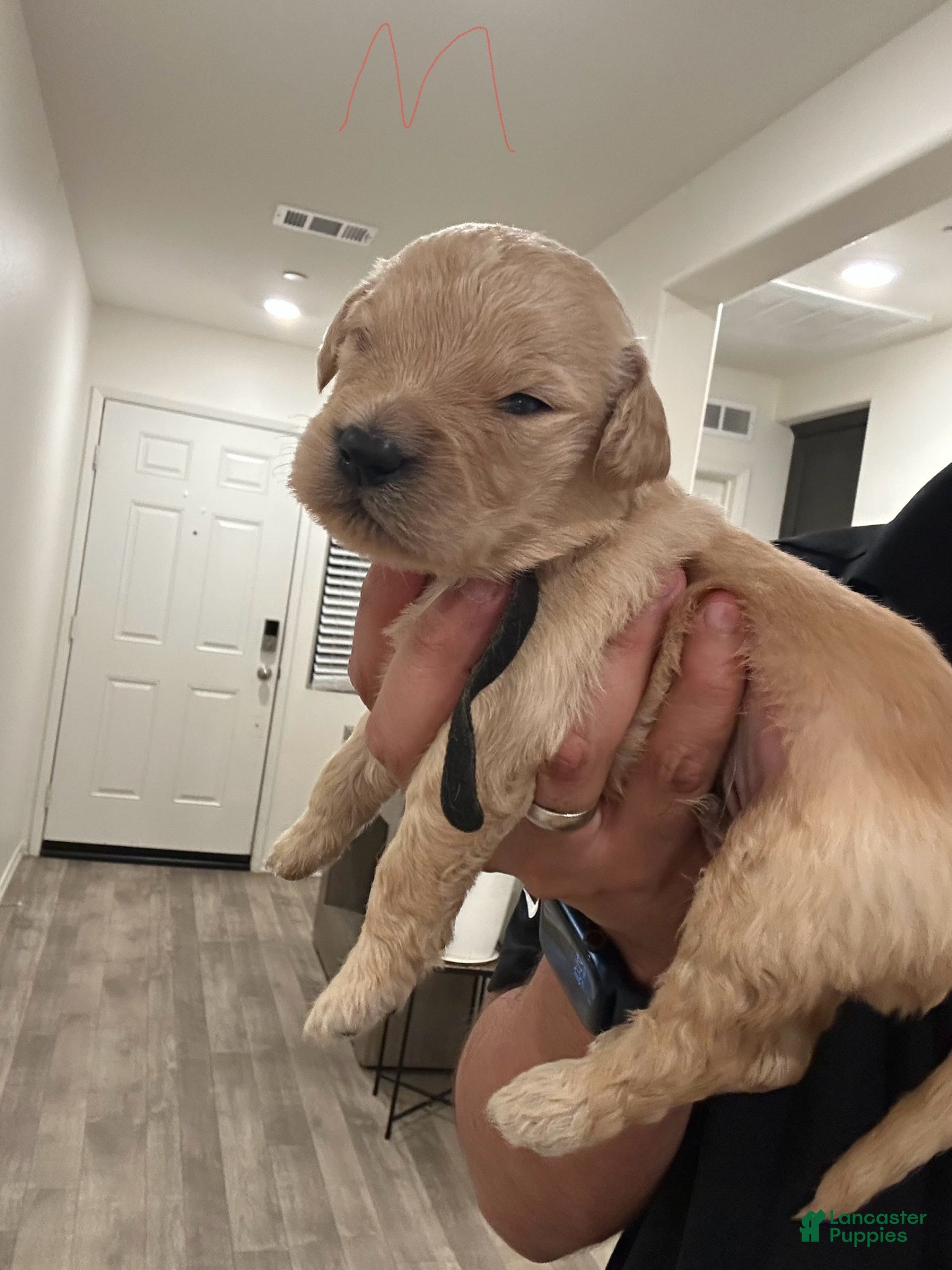 Goldendoodle dogs Goldendoodle Puppy 8 - Ad 15