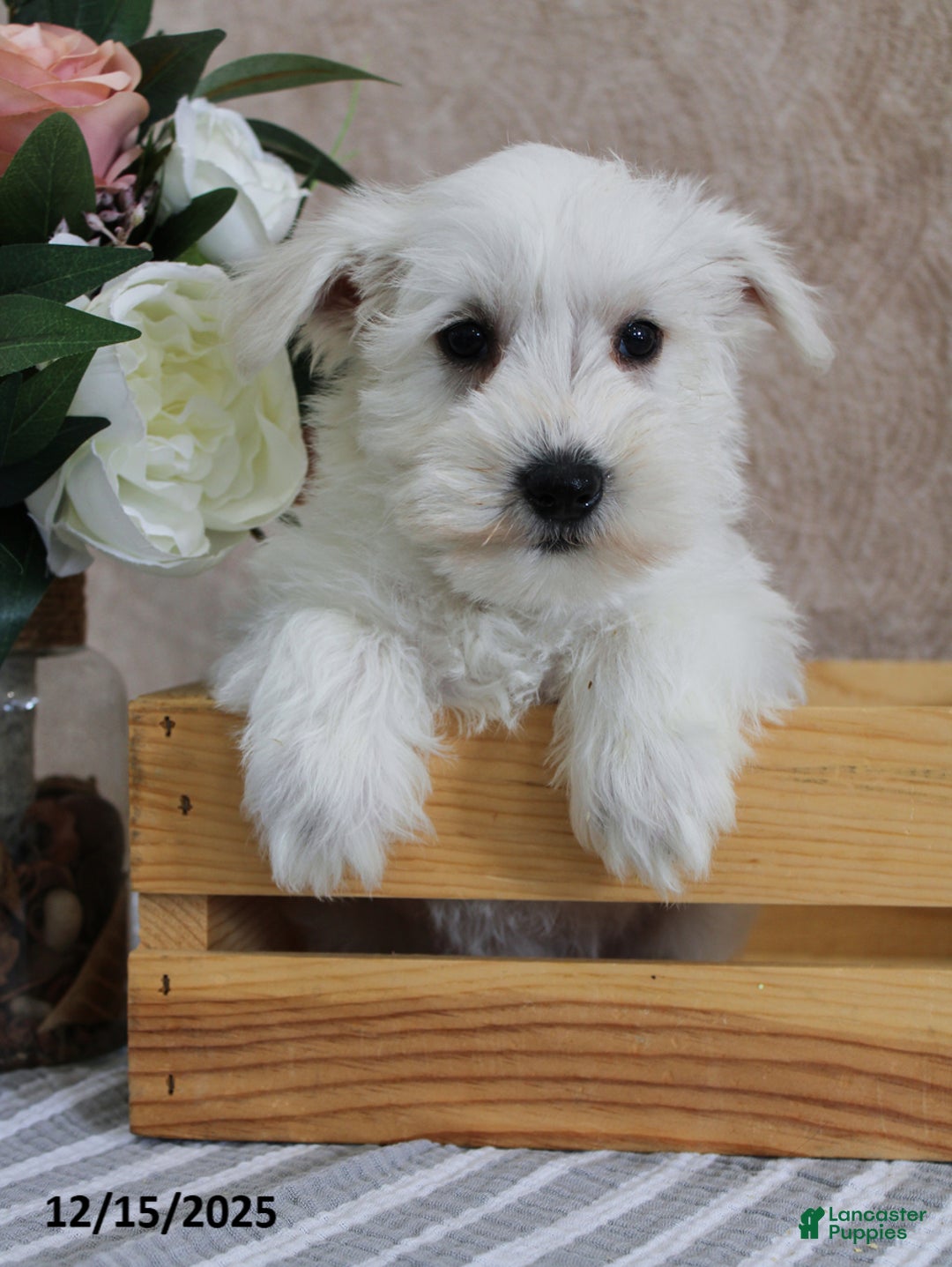 Miniature Schnauzer dogs for sale: Penn - Ad 1